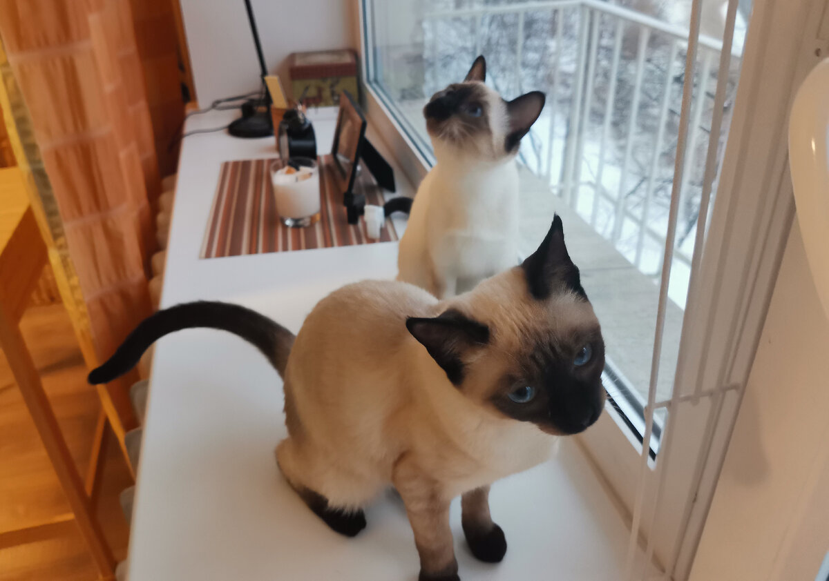 Сидят красотки на подоконнике