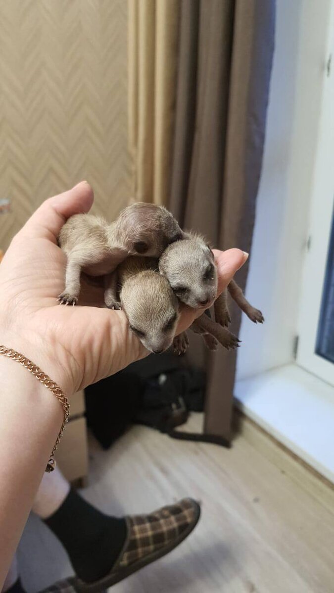 Джек со своими братьями. Им всего неделька 