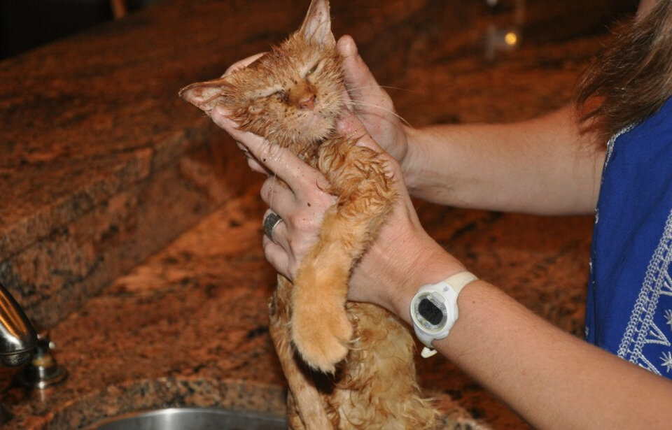 Источник фото: https://www.landofcats.net/images/2018/01/Holly-had-fleas.jpg