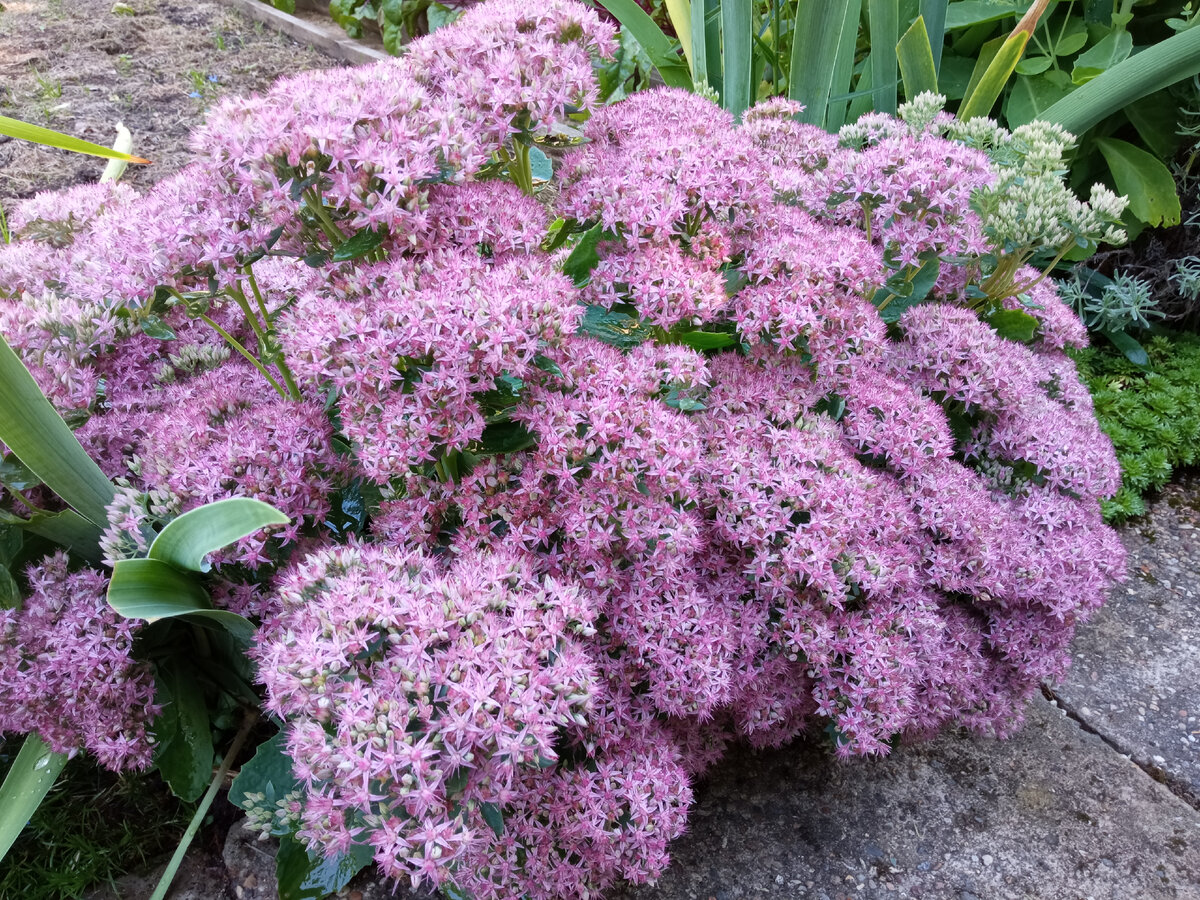 Очиток обыкновенный. 