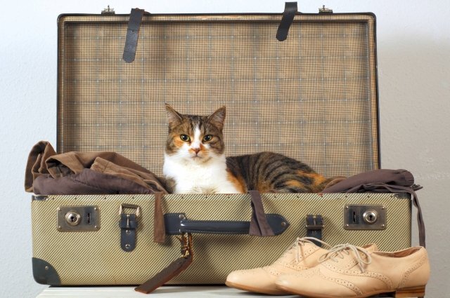    Как оформить сертификат для путешествия с животными?