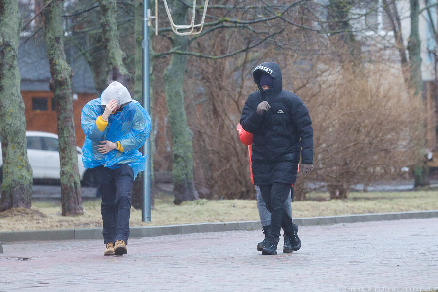 Фото: Виталий Невар / Новый Калининград