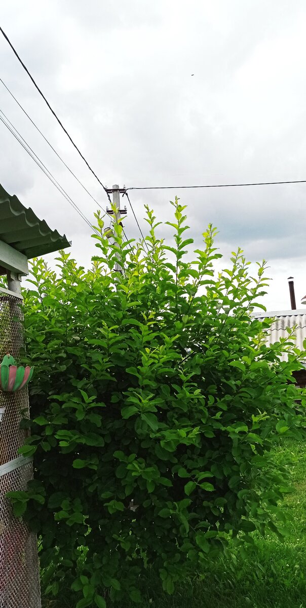 Верба моя летом