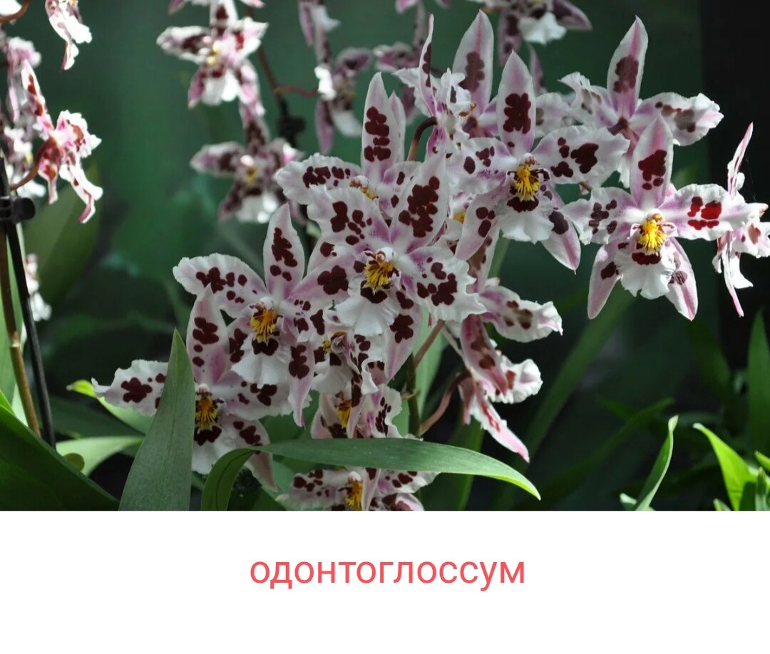 Орхидея камбрия масай ред. Одонтоглоссум камбрия. Камбрей. Орхидея камбрия. Фаленопсис камбрия.