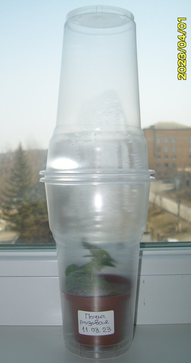 Мини-парник с проснувшейся почкой