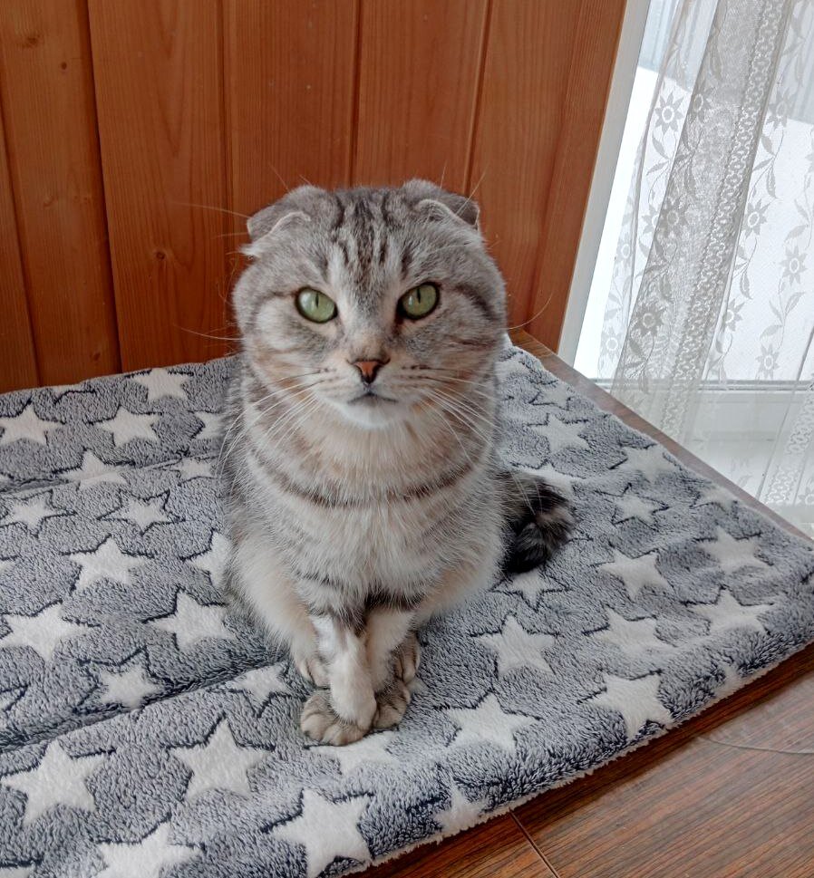 Шон. Фото из домашнего архива