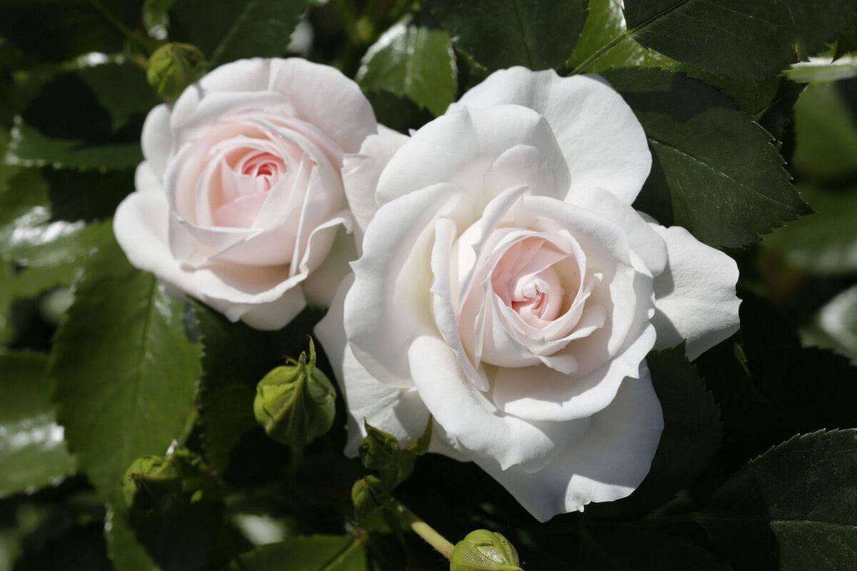 Роза флорибунда White Bouquet