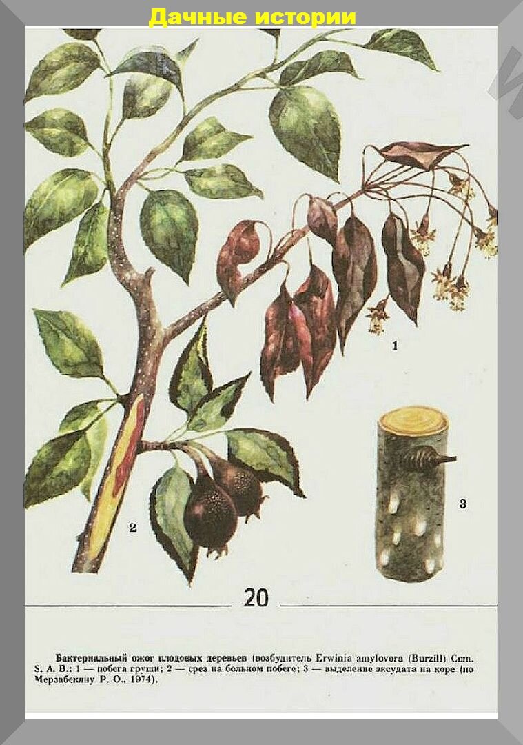 бактериальный ожог груши (бактериоз). бактериальный ожог груши (бактериоз). монилиоз яблони листья. бактериальный ожог груши. бактериальный ожог плодовых деревьев - erwinia amylovora.
