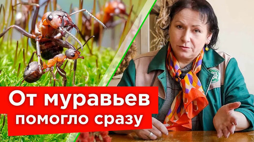 Муравьи боятся как огня! Эффективные способы борьбы с муравьями от народных до тяжелой химии