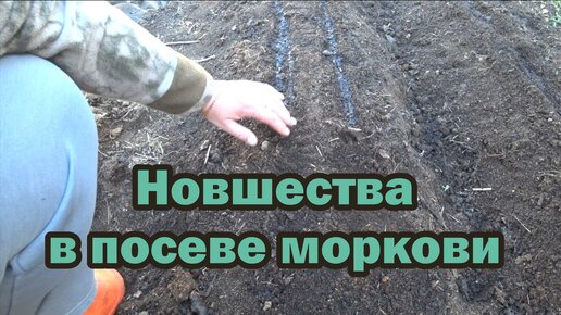 Новшества в посеве моркови