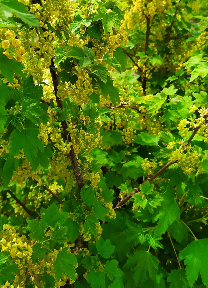 Нежная зелень