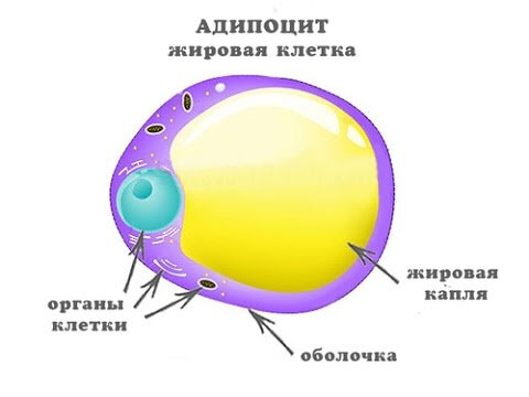 Что такое иглоукалывание?