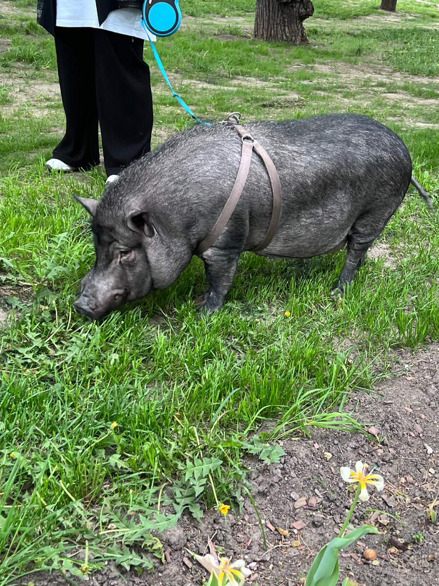 Вот такие чудесные животные встретились нам на Никитском Бульваре