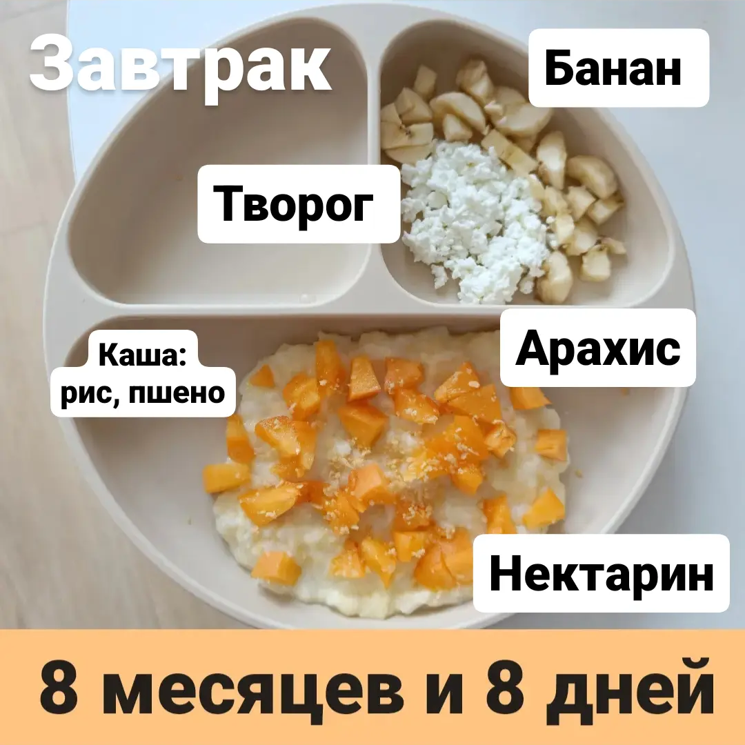Пример тарелки в 8 месяцев 