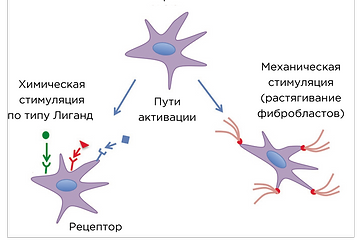 2 типа активации фибробластов