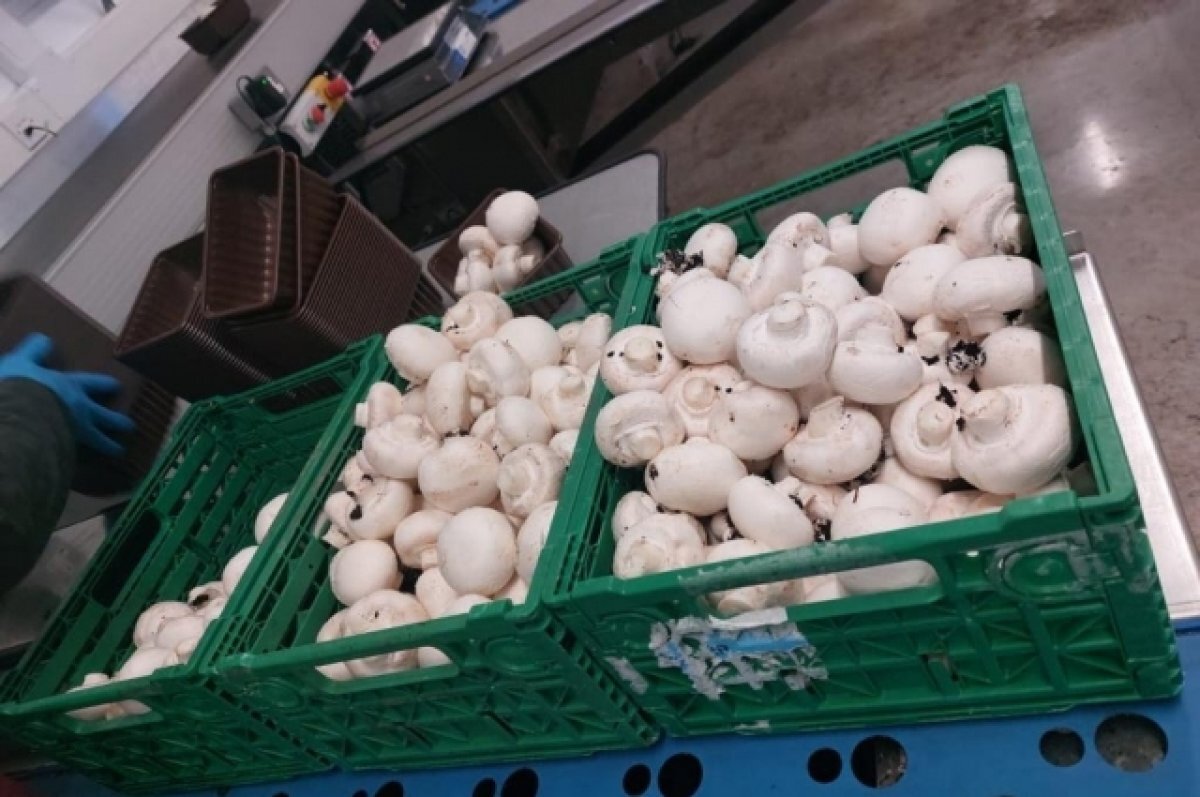    Жительница Томска рассказала о работе на грибной плантации в Британии