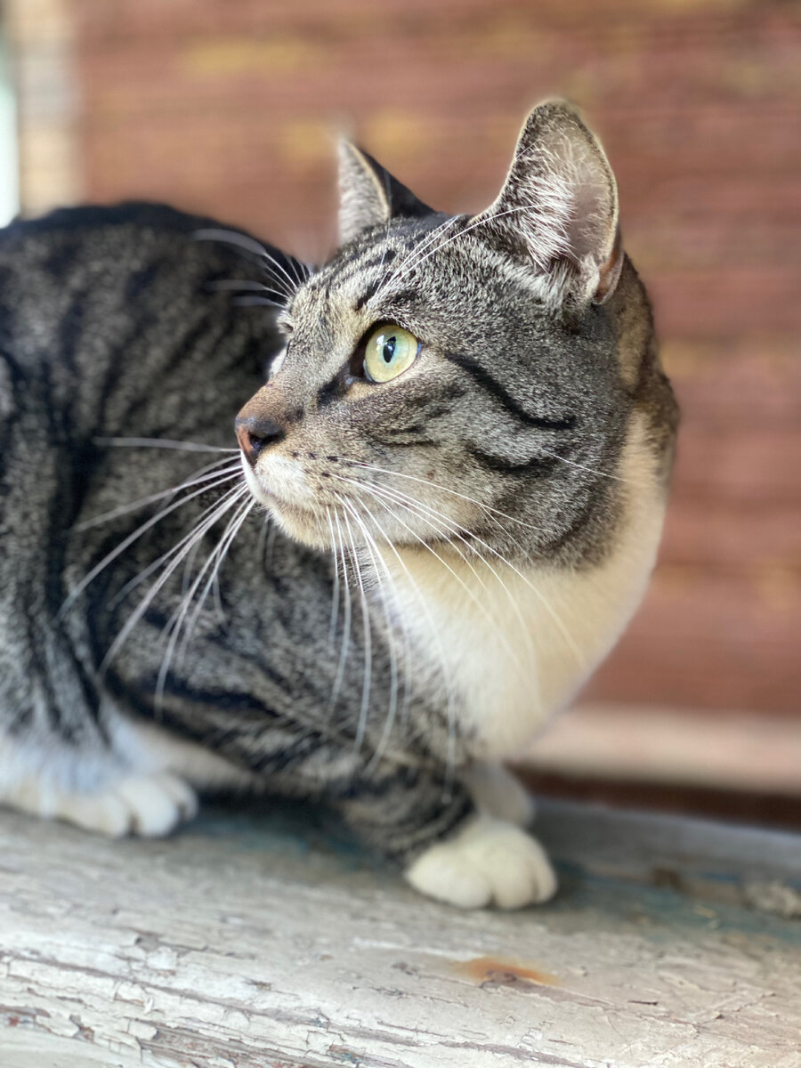 И Сева тоже жил в нашем дворе! Пока не залез мне под капот 