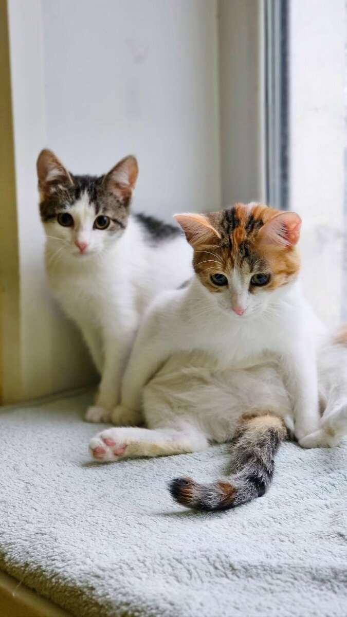 #Пёсдакотия #Дядя_Шарик
#сфинксычудоизчудес
#сфинксы #поможемвместе #братьянашименьшие
#кошкахостел #кошкиульяновска
#породыкошек
#вольер #вольердлясобак #вольеры #вольерыдлясобак #бездомныеживотные
#бездомнаякошка #бездомныйкотёнок
#бездомныекоты #бездомныекошки #бездомныесобаки #ульяновсклайф #ульяновскновости #ульяновсконлайн #ульяновсксити #ульяновскновыйгород