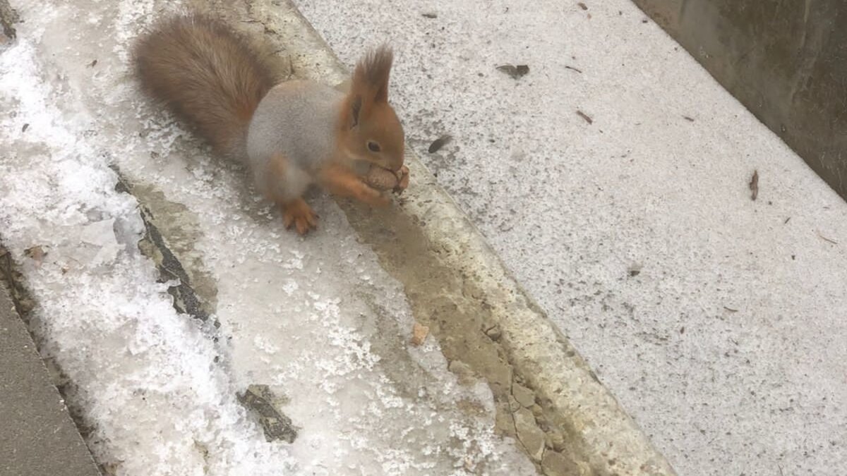 Белка зимой. Фото  автора