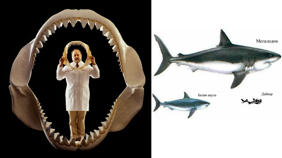 Доктор Иеремия Клиффорд - специалист по реконструкции скелетов. Он стоит в челюстях мегалодона и держит в руках челюсти белой акулы. Источник: http://dinosaurs.afly.ru/pisces/224-megalodon