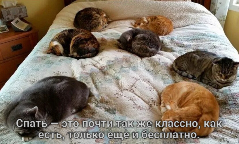 Сон лучшее лекарство картинки прикольные