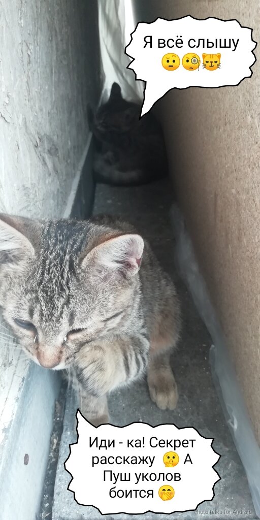 Июльская шутка. Рябчик и Пуш