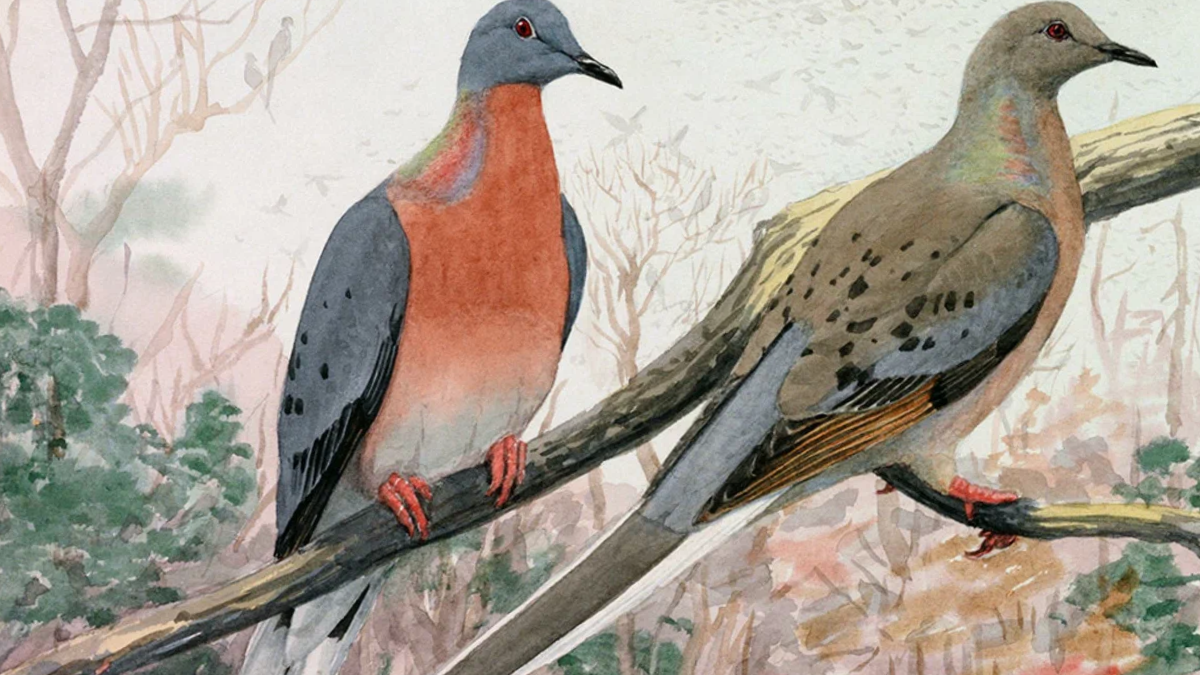 Странствующий голубь