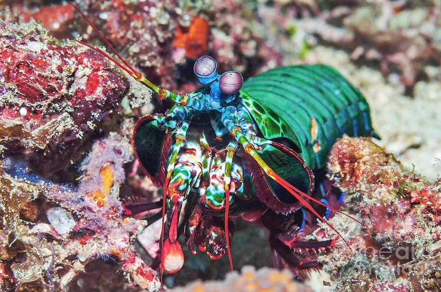 Рак в засаде. И найдетесь, что засада не на вас.