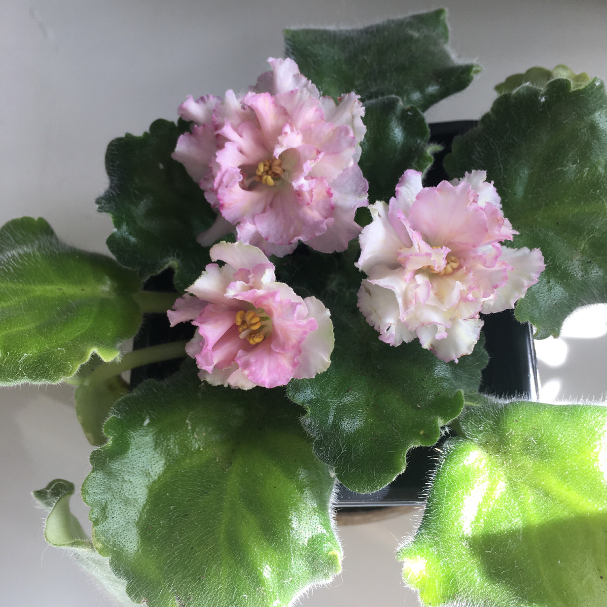 Что выросло у меня