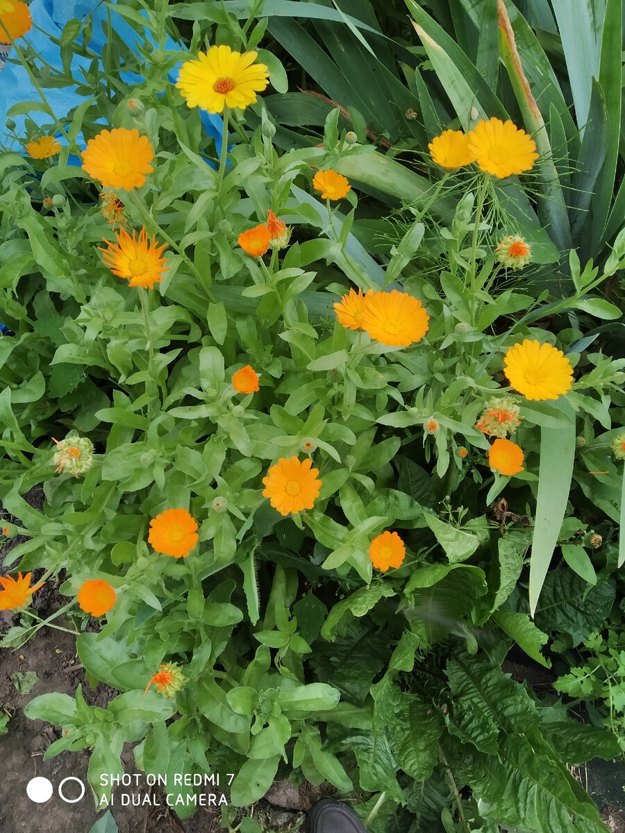 17 Календула