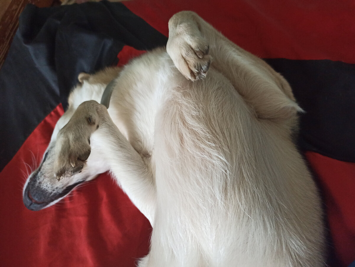 Любимая поза для сна рядом со мной