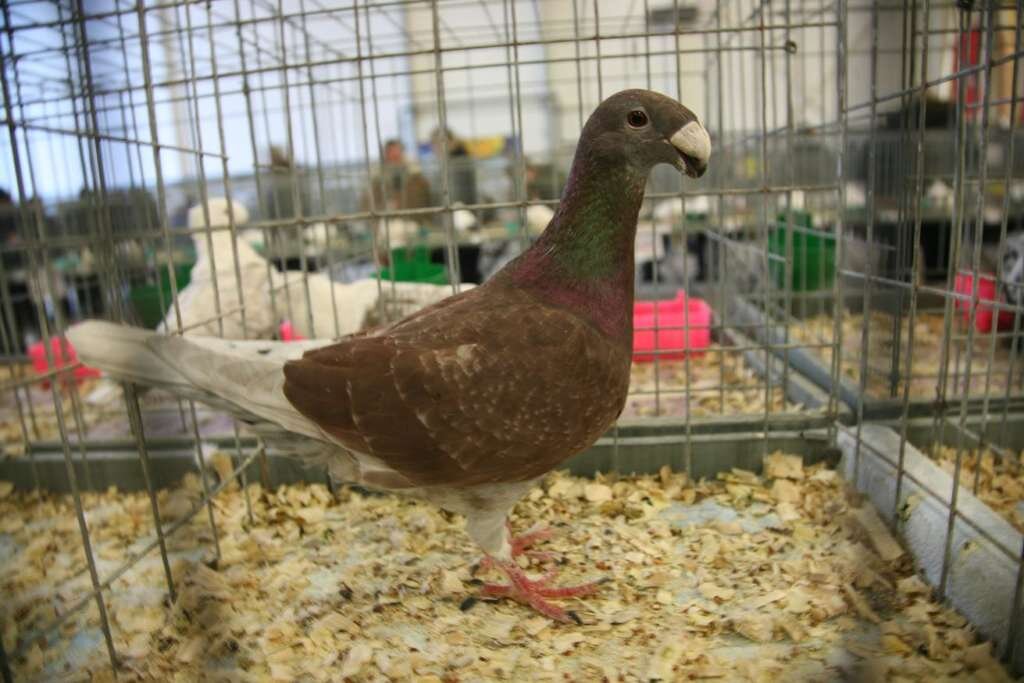 Немецкий выставочный палевый