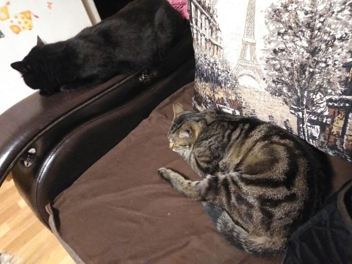 Отдыхают. Спят они у меня очень много. Я им прямо порой завидую.