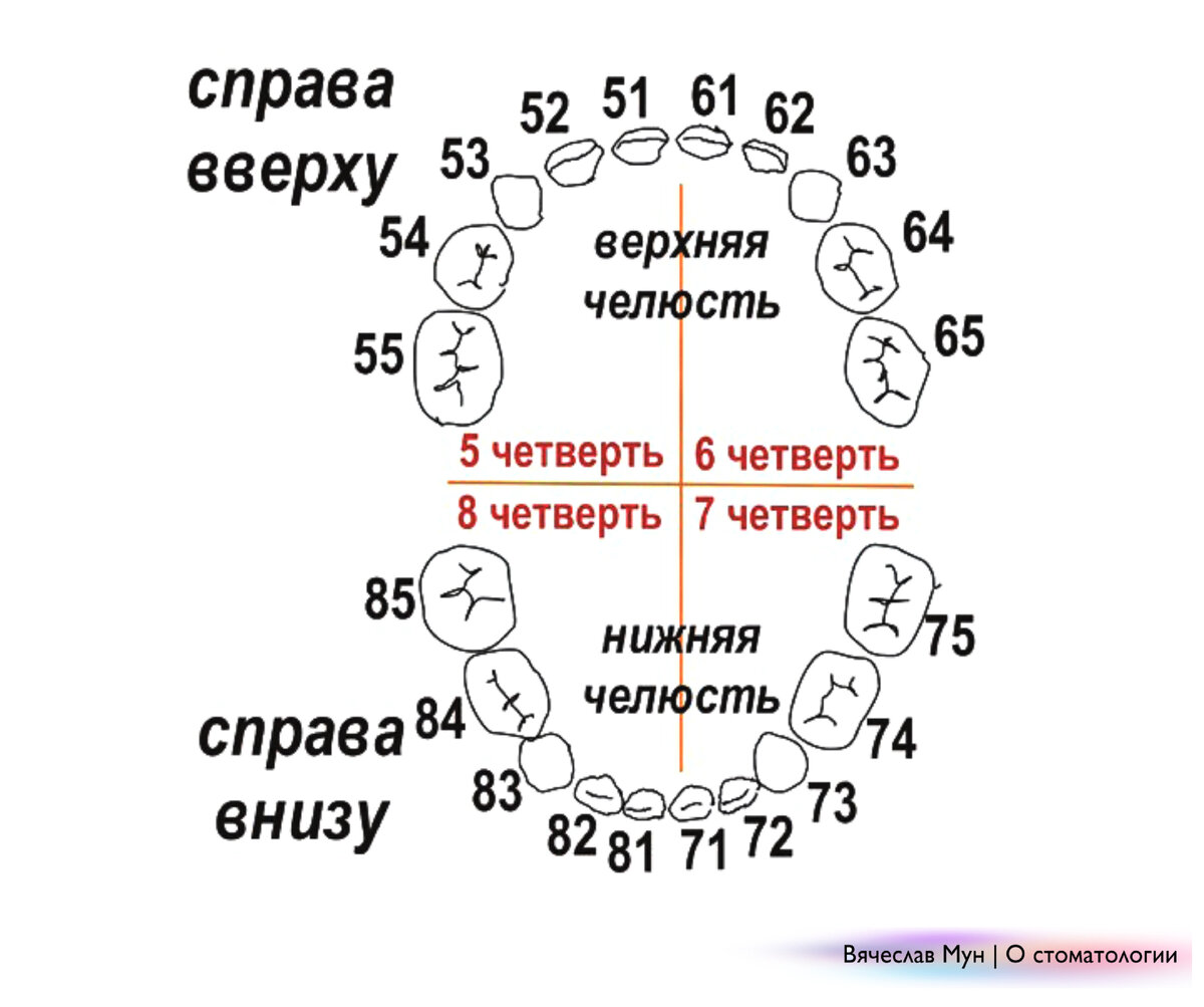 Через сколько пройдет зуб. Нумерация молочных зубов в стоматологии схема. Схема зубов человека с нумерацией стоматологии. Нумерация зубов в стоматологии схема у детей. Зубы у детей схема по МНОМЕРА.