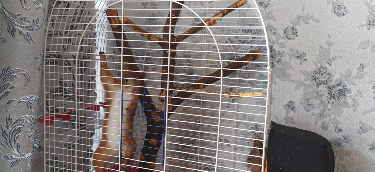 Белченок бегает по клетке