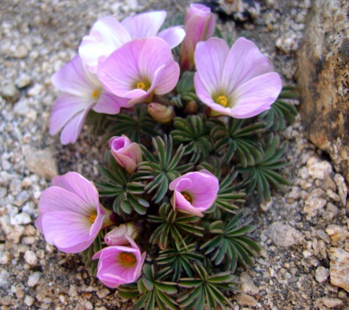 Фото с сайта  flowersfamily.ru. Использовано для примера.