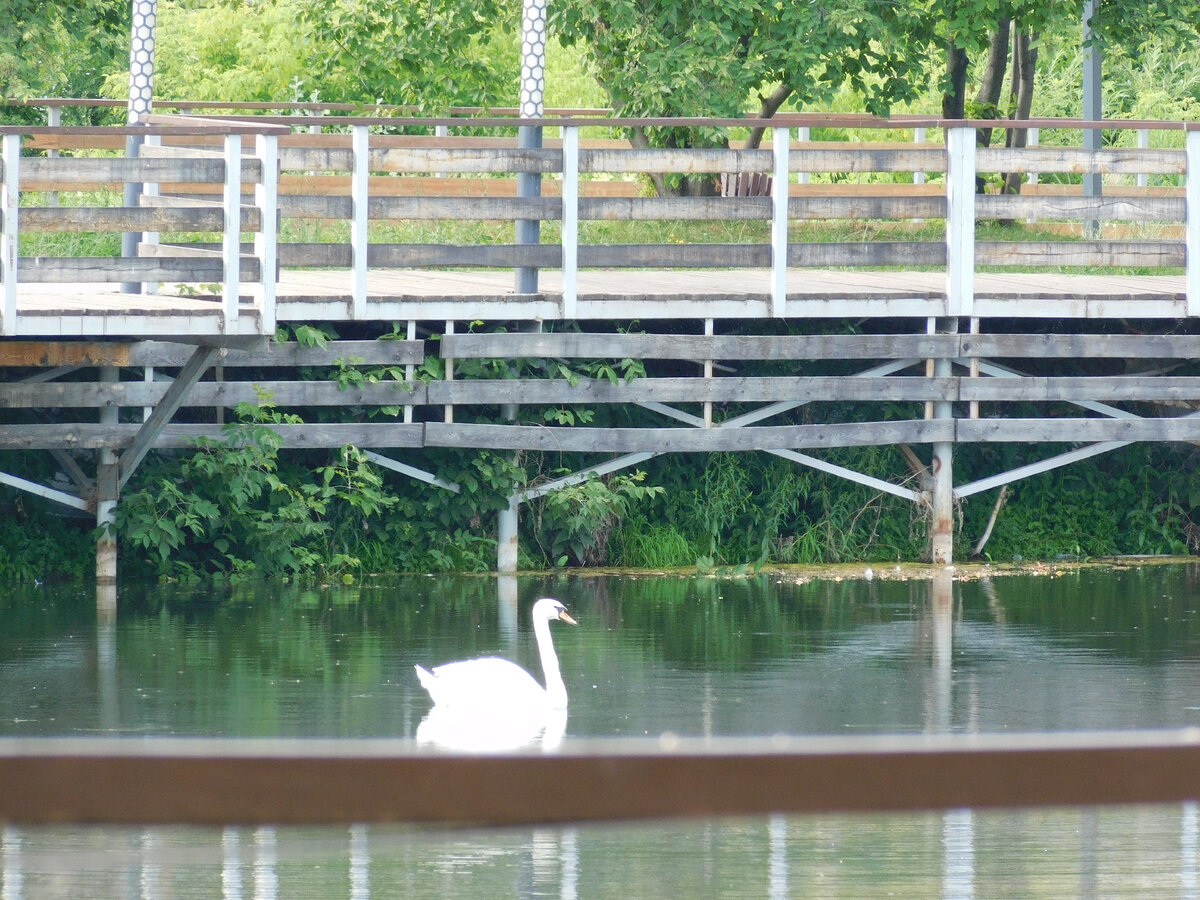 Лебедь на пруду в Менделеевске