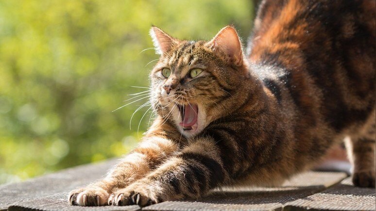 Кошачий интеллект: какие кошки самые умные