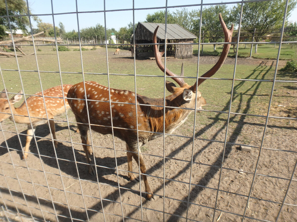 Они очень милые