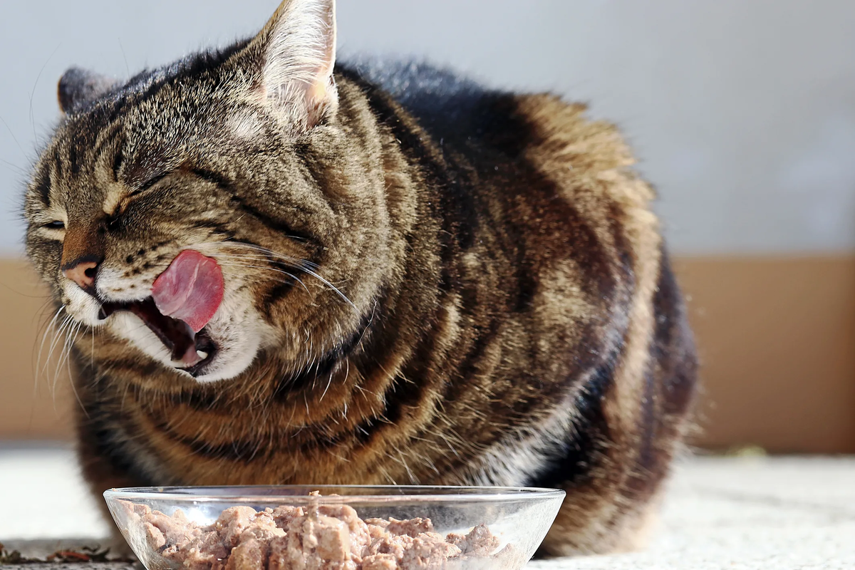 Кот облизывается. Корм для кошек. Кошка ест. Кошачья еда. Кошка ест птицу