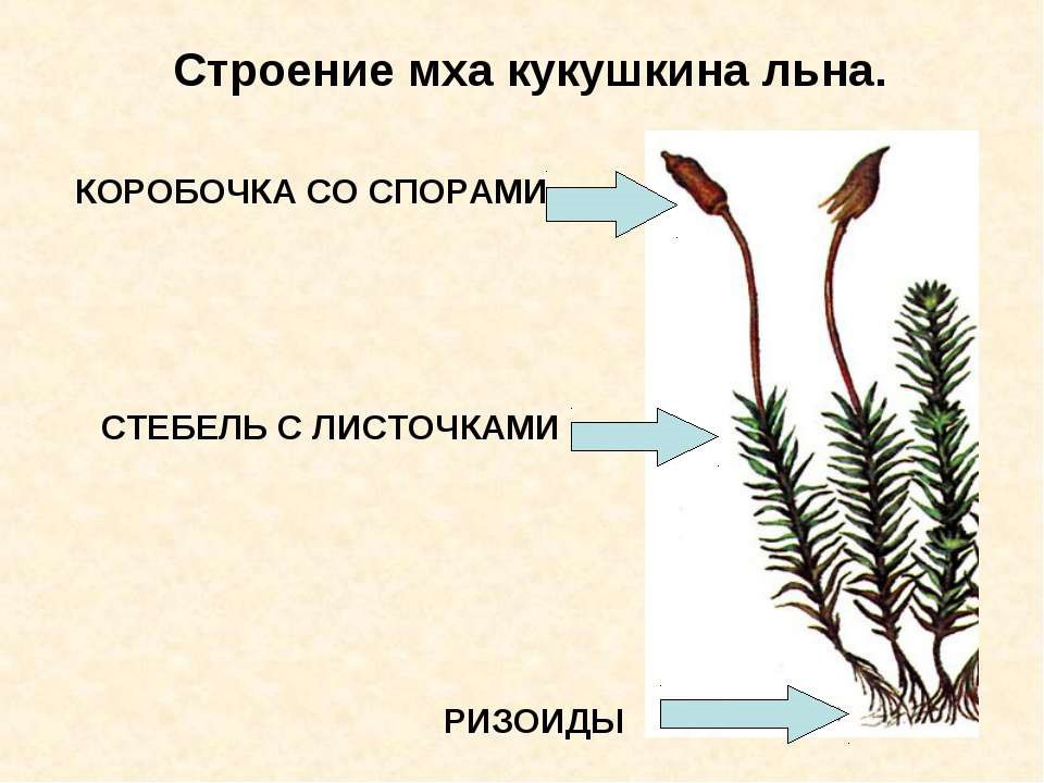 Отдел моховидные рисунок