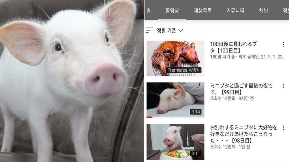 Японка вела блог о том, как выращивала свинью, которую потом съела. 