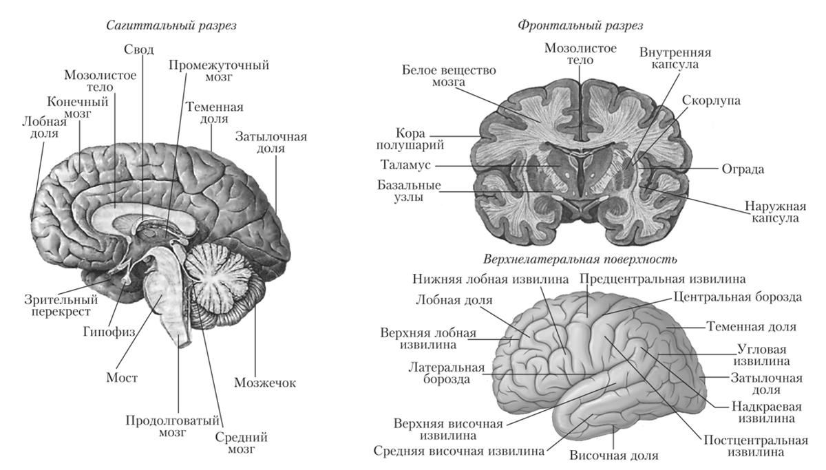 Фото: studme.org / Мозг человека