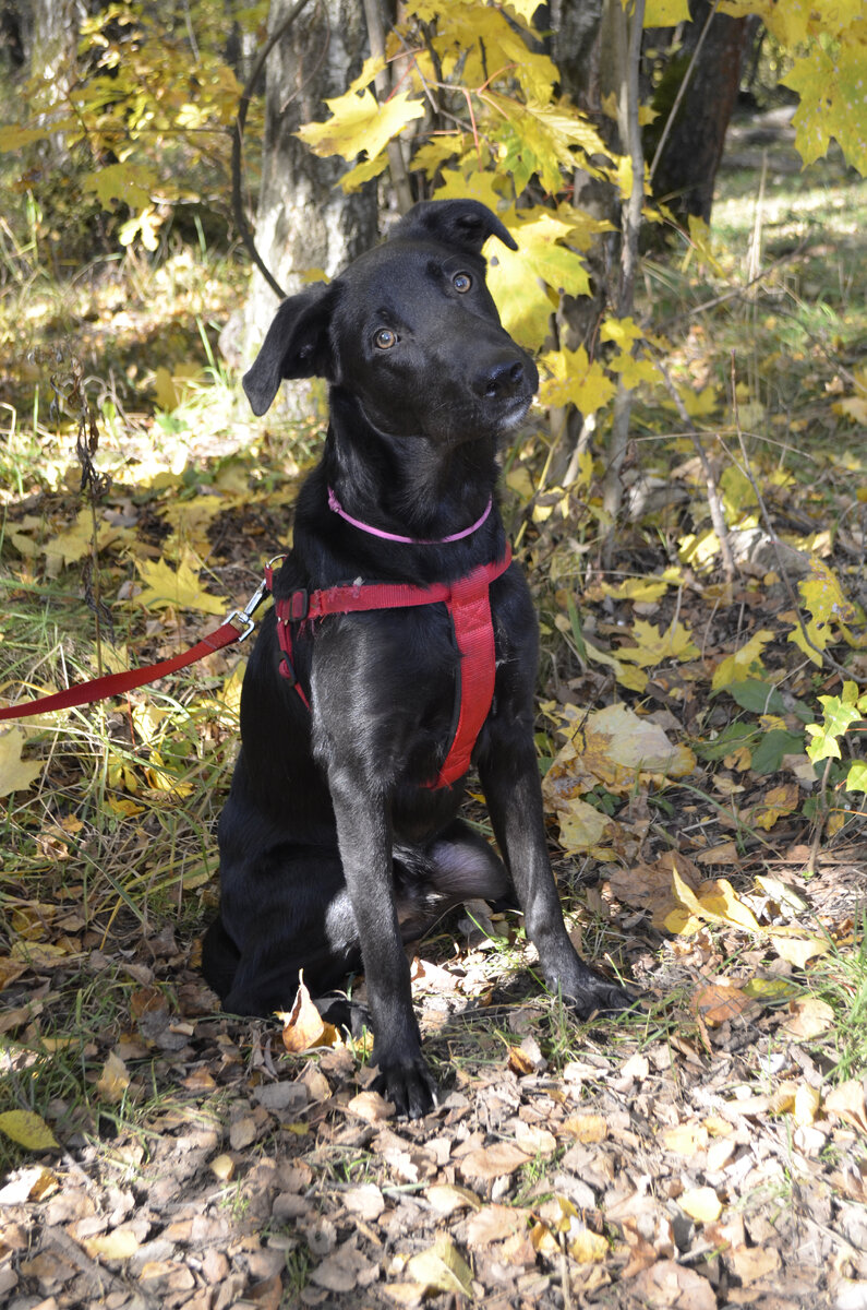 Карат в осеннем лесу