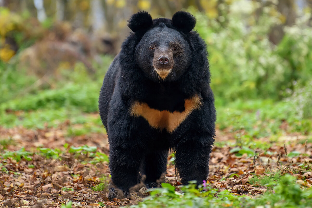 Ursus thibetanus japonicus