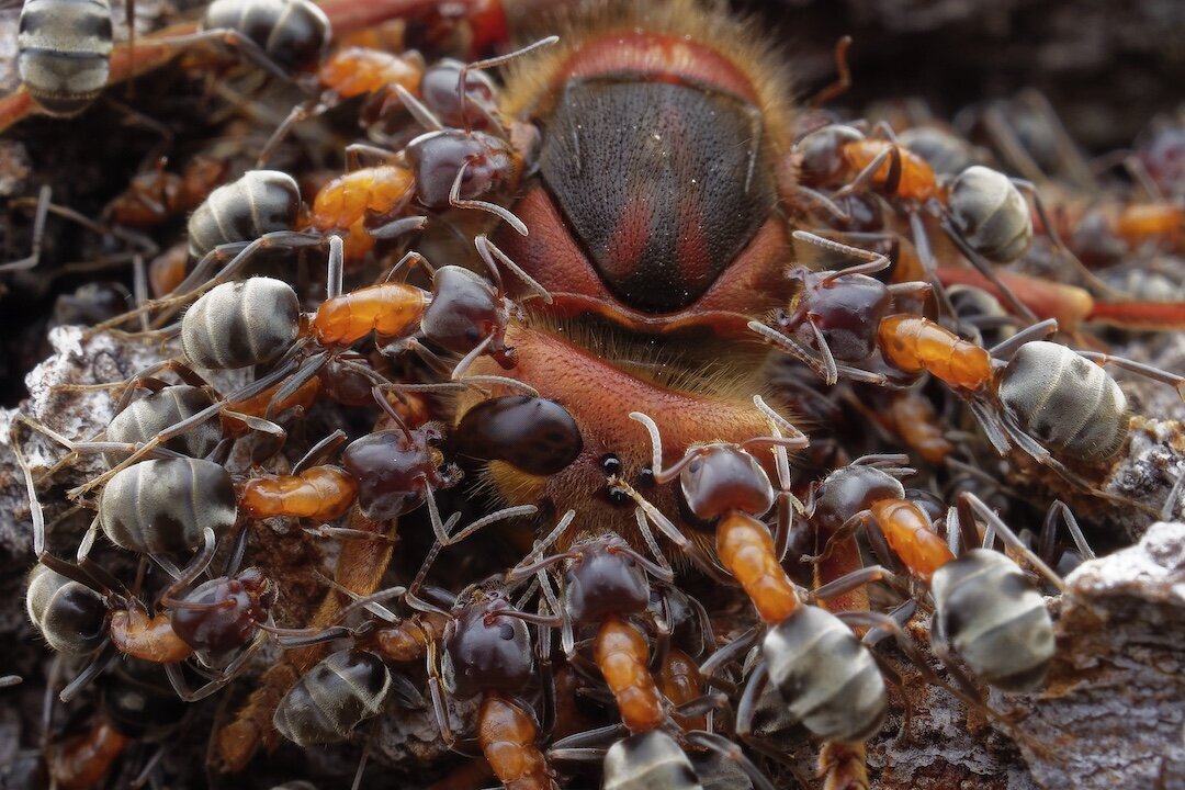 Petr Bambousek | Ants and Hornet