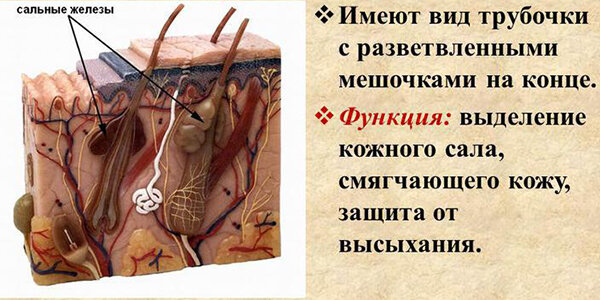 Сальные железы