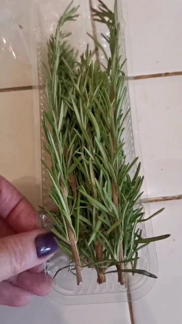 И призадумалась, а почему бы несколько веточек не укоренить?