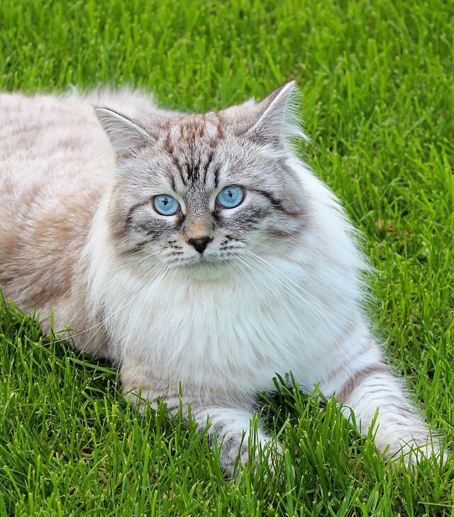 Фото взято с сайта https://commons.wikimedia.org/