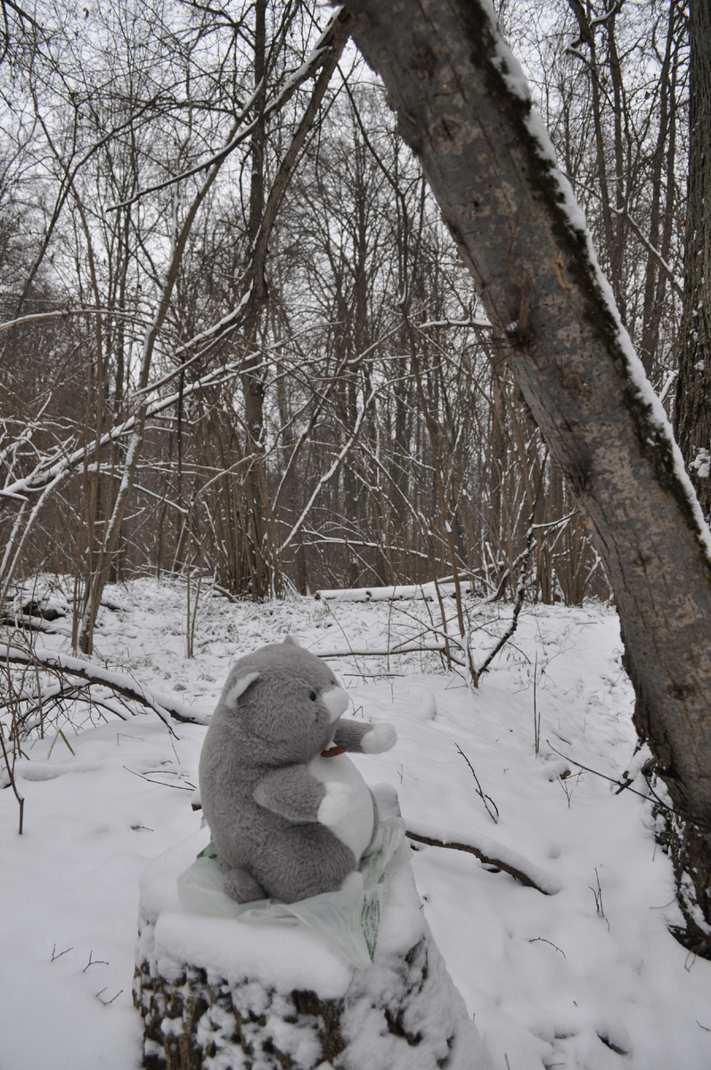 Мур-Мурысий в зимнем лесу